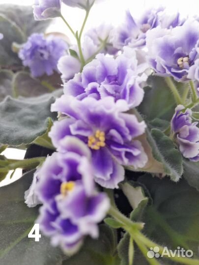 Сортовые фиалки листик