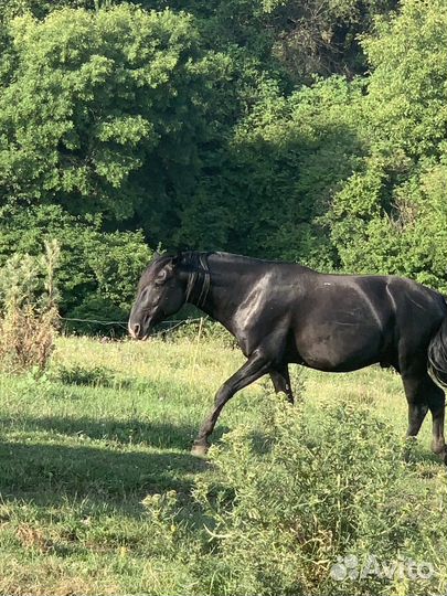 Карачаевский жеребец