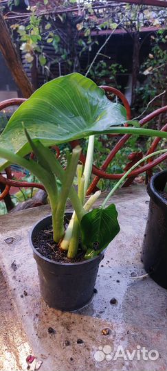 Калла эфиопская