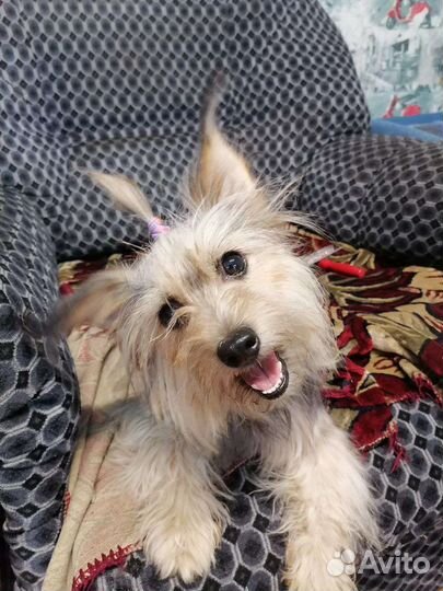 Собака вязка