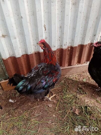 Маран, Виандот. Петухи