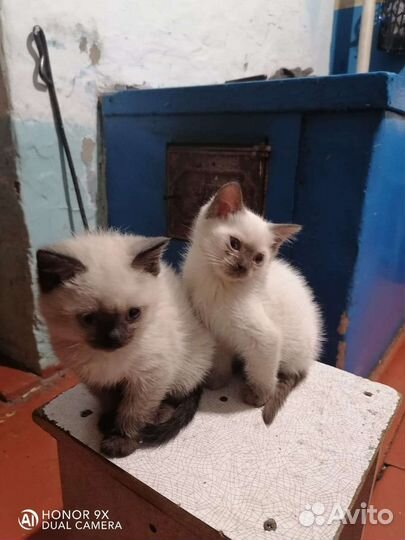 Кошка в дар бесплатно