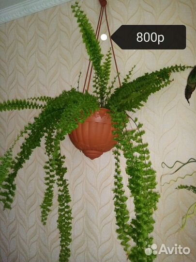 Цветы комнатные