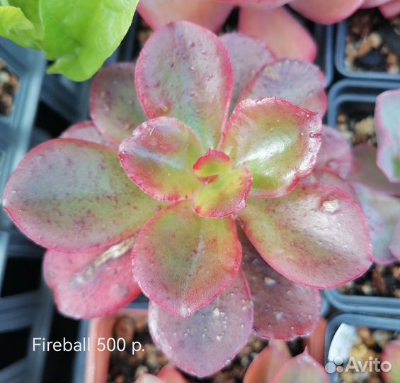 Суккуленты 3