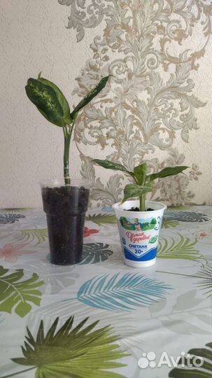 Диффенбахия