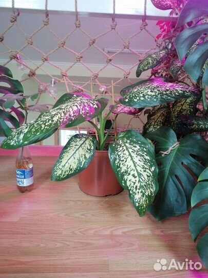 Диффенбахия