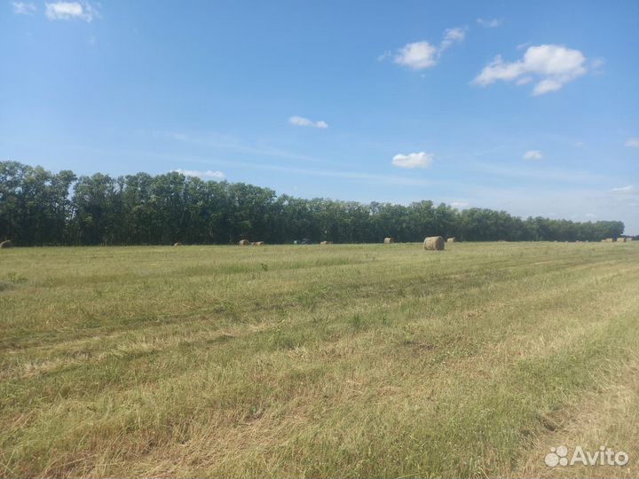 Продам сено в рулонах