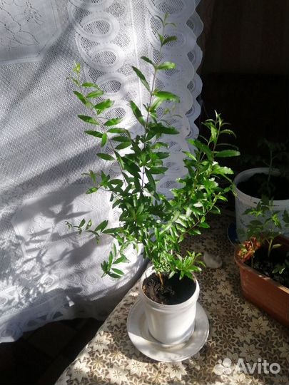 Комнатные растения. гранат