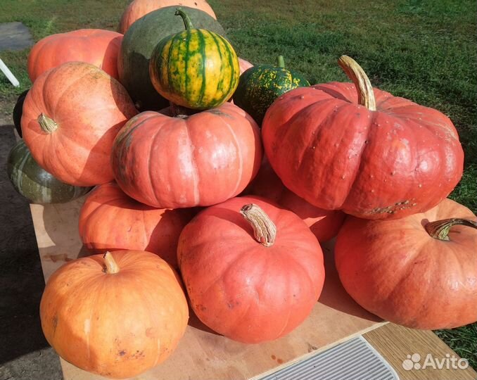 Тыква десертная