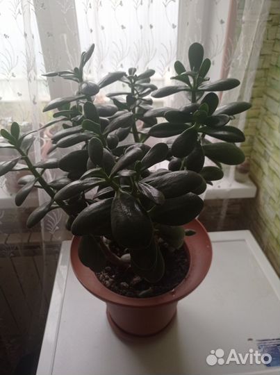 Комнатные растения