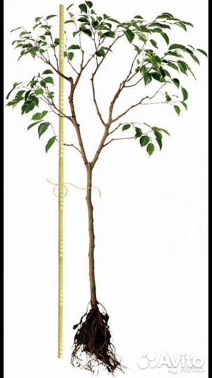 Колья для деревьев