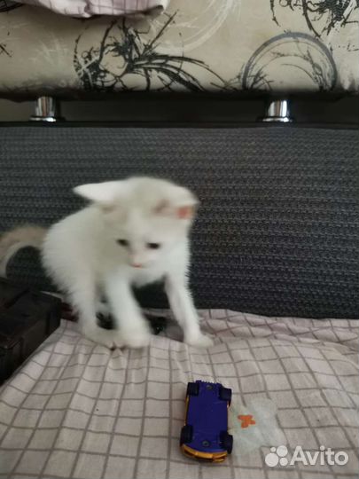 Кошка в дар бесплатно