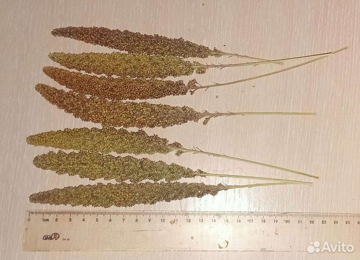 Чумиза - лакомство для птиц