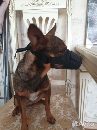 Намордник для маленьких собак