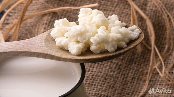 Тибетский молочный гриб