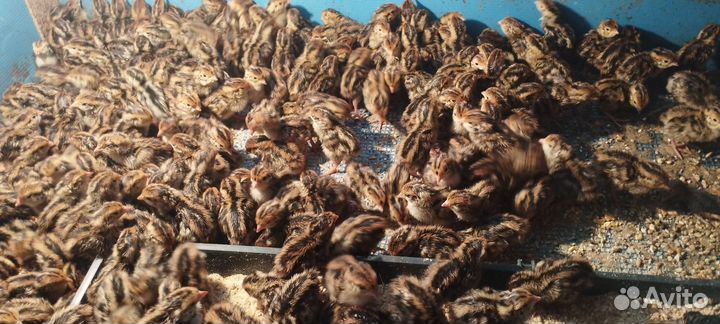 Инкубационное яйцо перепела