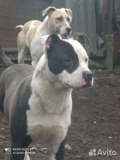 Вязка питбуль