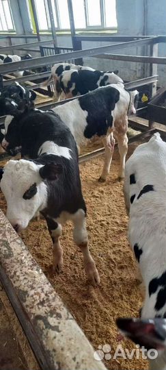 Бычки и телята