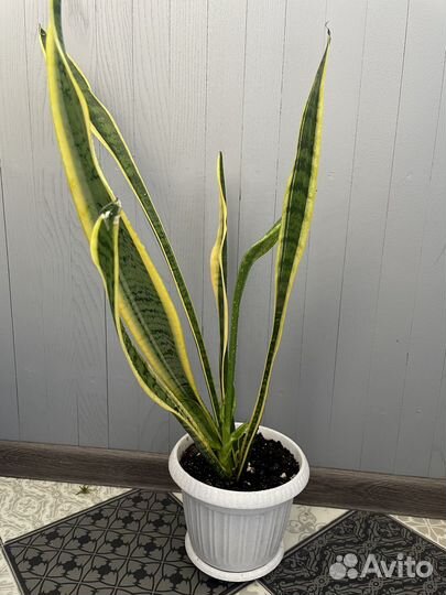 Сансевиерия