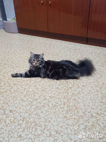 Кошка в дар бесплатно