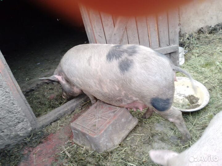 Продам свиней и свиноматок и хряк и поросят