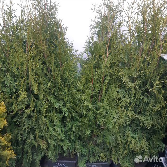 Туи,можжевельники,ель, кустарники