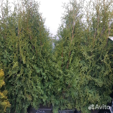 Туи,можжевельники,ель, кустарники