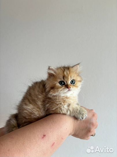 Британские котята, мальчик