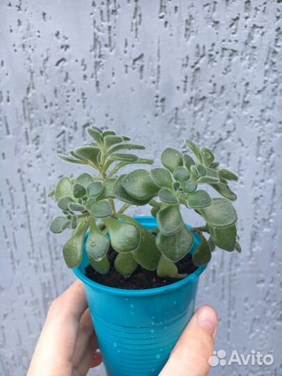 Аихризон дерево любви