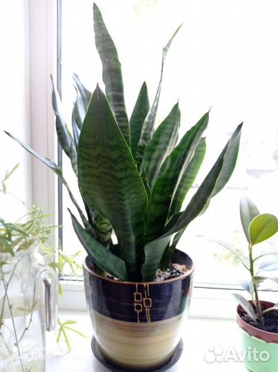 Сансевиерия Компакта