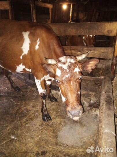 Корова высокоудойная