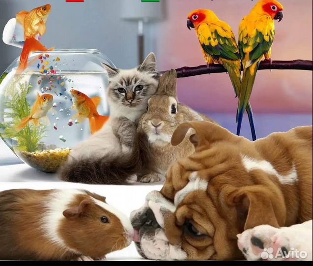 Продавец консультант в зоомагазин