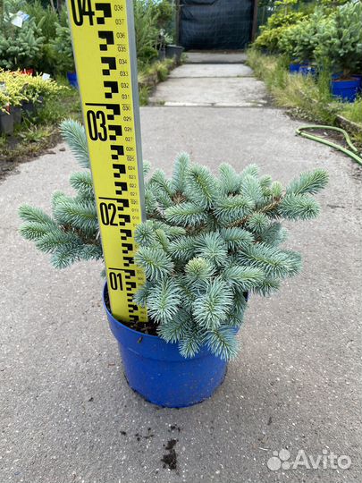 Ель голубая глаука глобоза