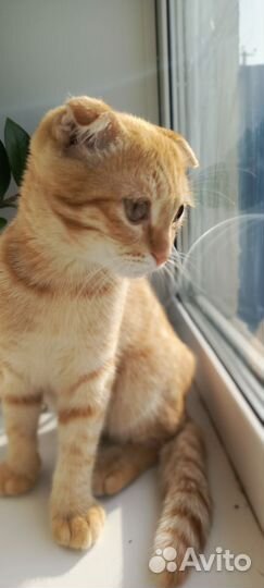 Рыжий котик в добрые руки