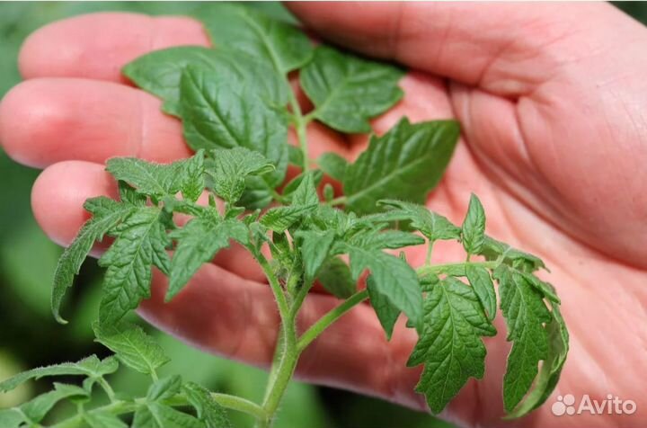 Рассада помидор, перцев и капусты