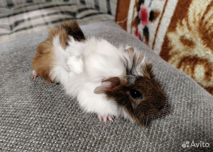 Морская свинка