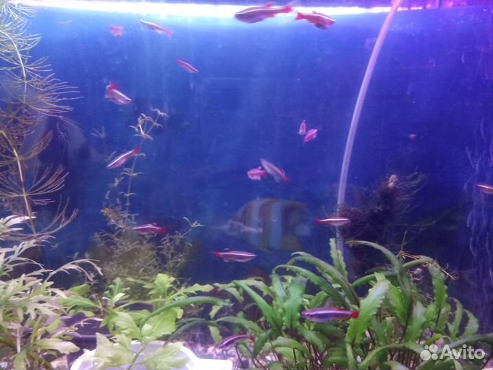 Кардинал рыбка