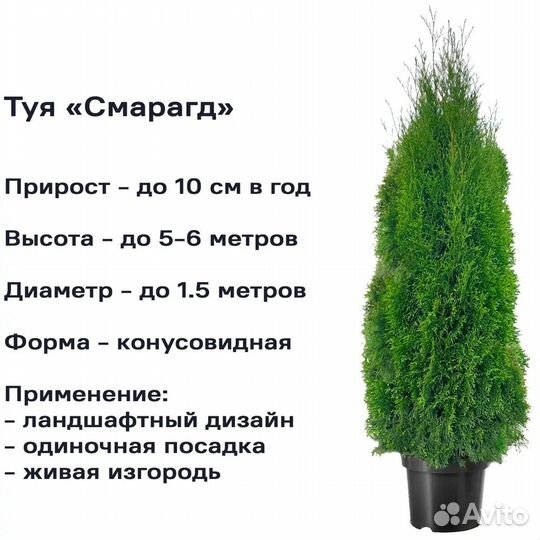 Туя Смарагд 40-150 см