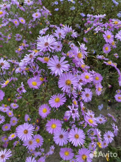 Цветы хризантемы ромашки