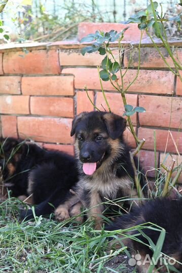 Немецкая овчарка