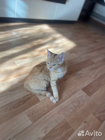 Кошка в дар