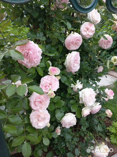 Саженцы плетистых роз