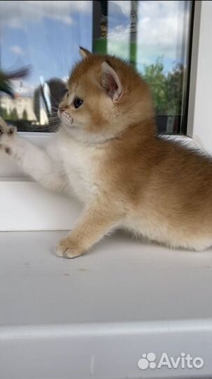 Британские котята золотая шиншилла