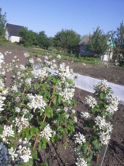 Дача 20 м² на участке 12 сот.