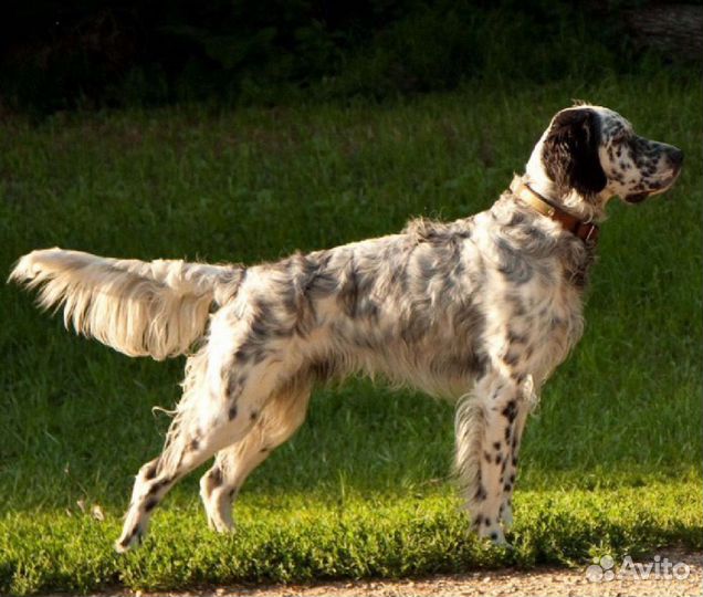 Вязка собак английского сеттера