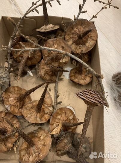 Донце шишки гималайского кедра