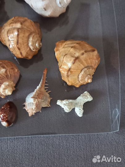 Набор морских ракушек д/интерьера, аквариума