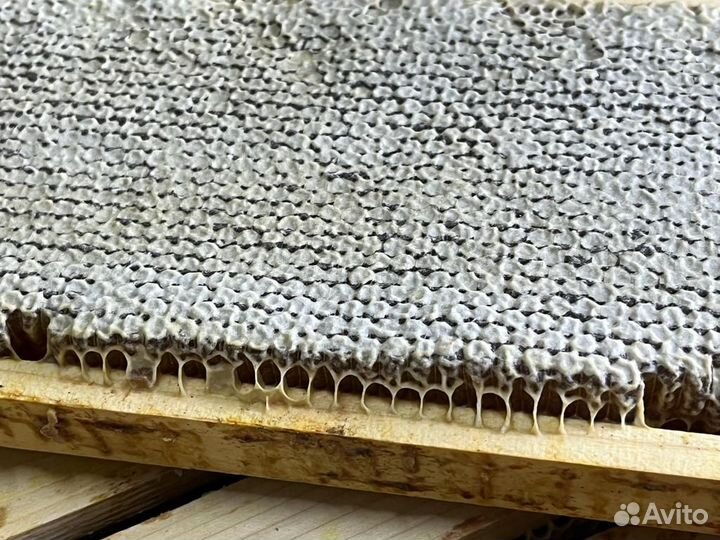 Сотовый мед оптом