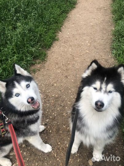 Кинолог/выгул собак Путилково, Митино, Сходненская