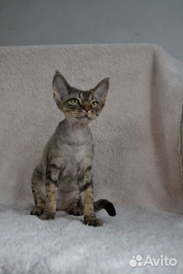 Девон-рекс котенок